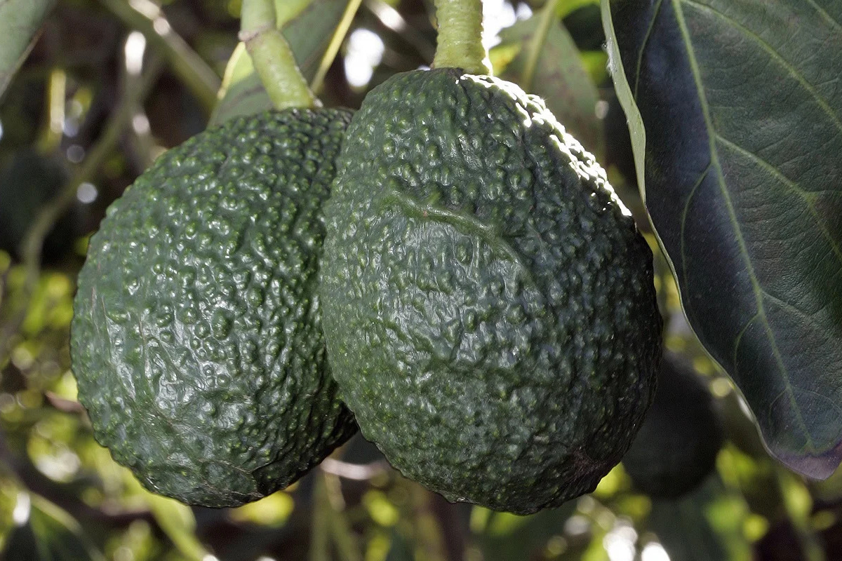 African export-quality avocado for wholesale supply