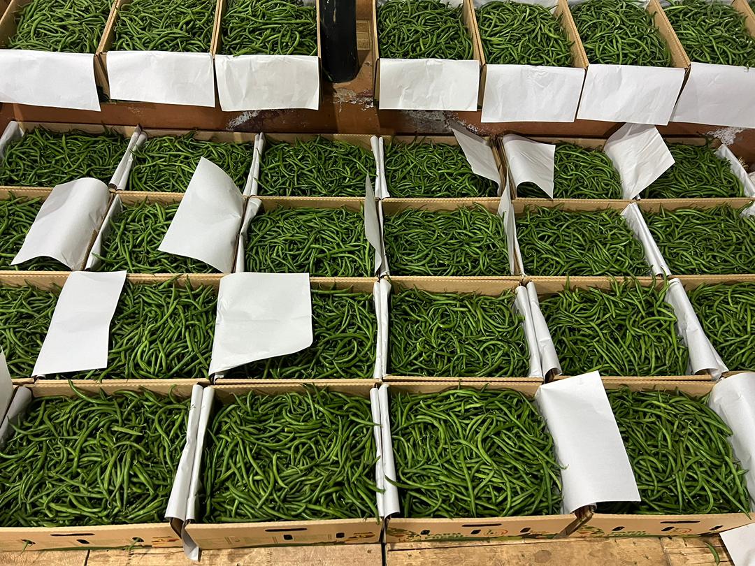 Fresh African chili bulit for wholesale export