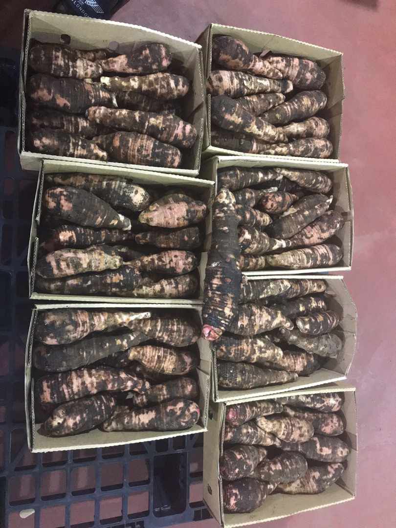 Fresh Cassava (Yuca) – Wholesale Supply - Image 2