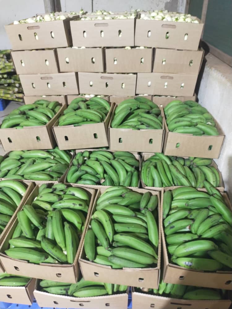 Fresh African matoke green bananas for wholesale export