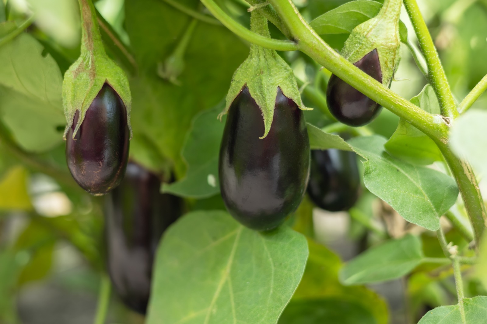 Aubergine