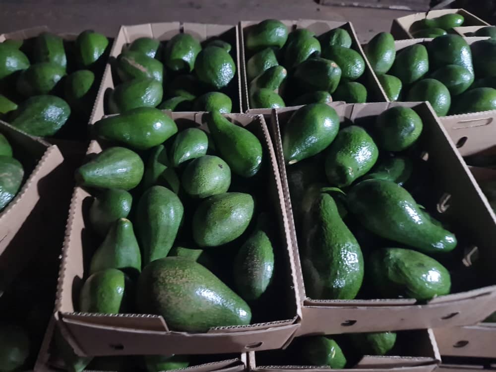 Fresh Avocado – Wholesale Supply