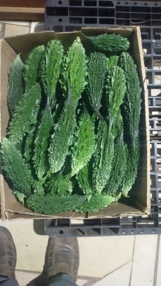 Karela (Bitter Melon) - Image 3