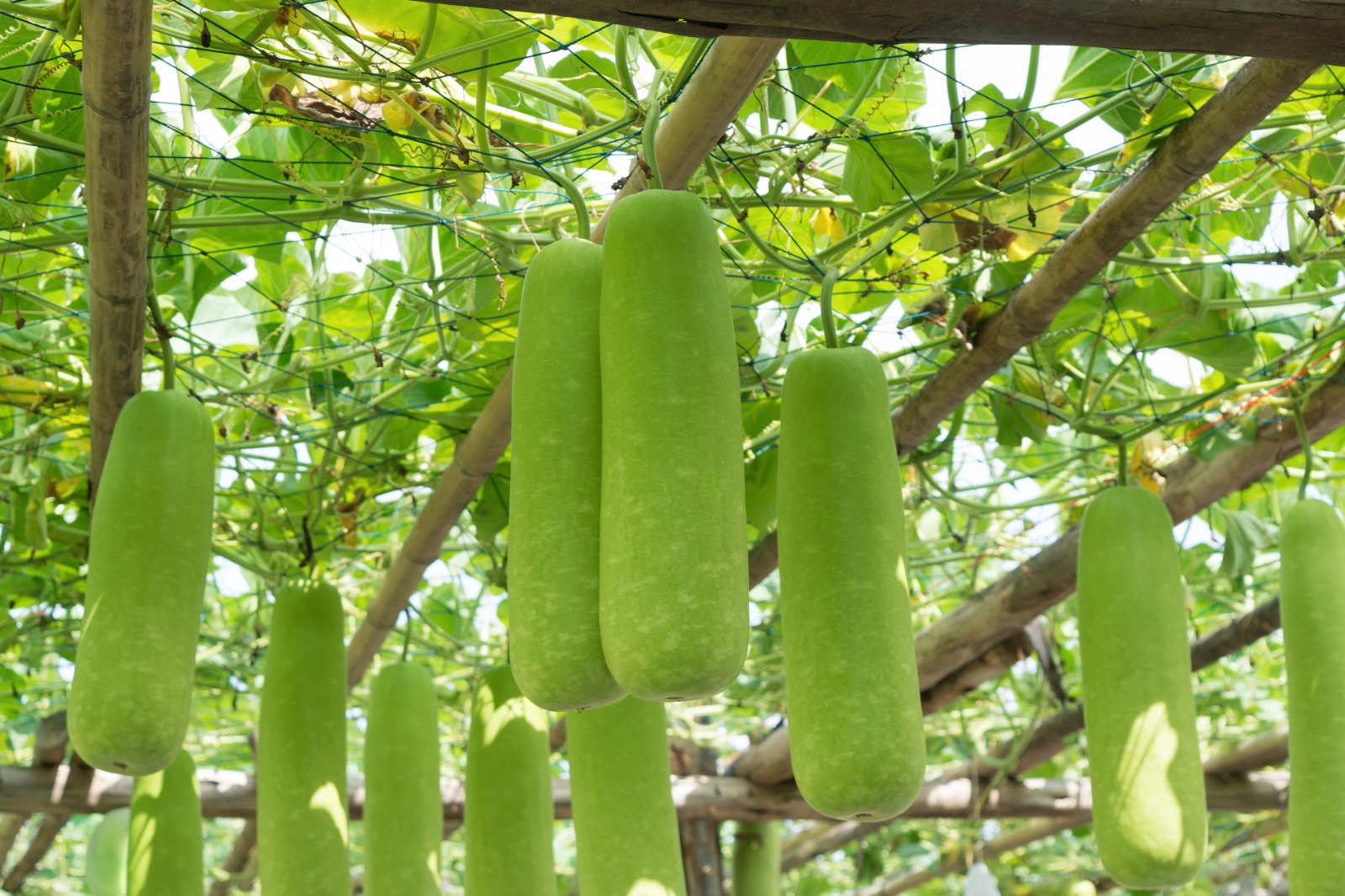 Dudi (Bottle Gourd / Lauki) - Image 2