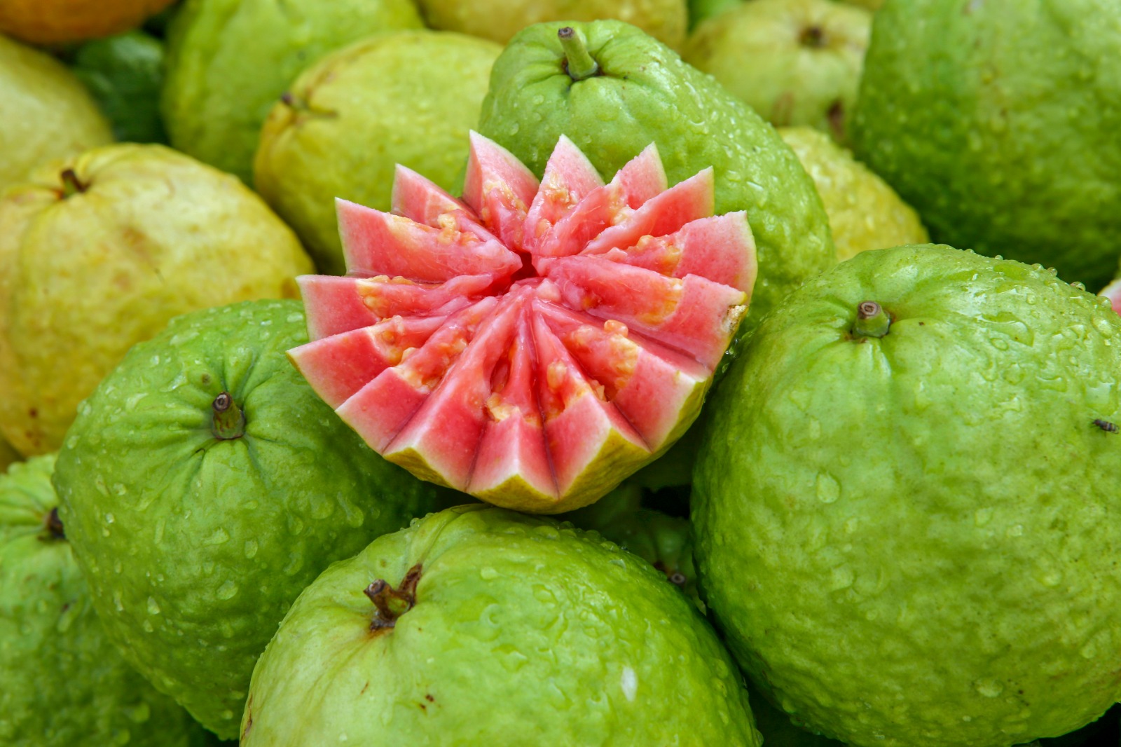 Fresh Guava – Premium Wholesale Supply