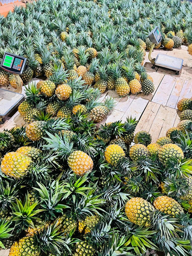 Premium Fresh Pineapples