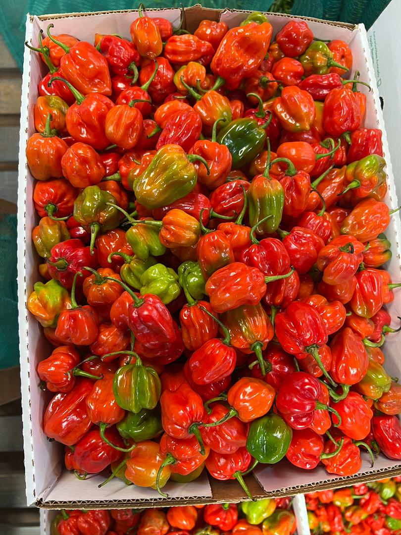 African Hot Peppers (Pilipili)