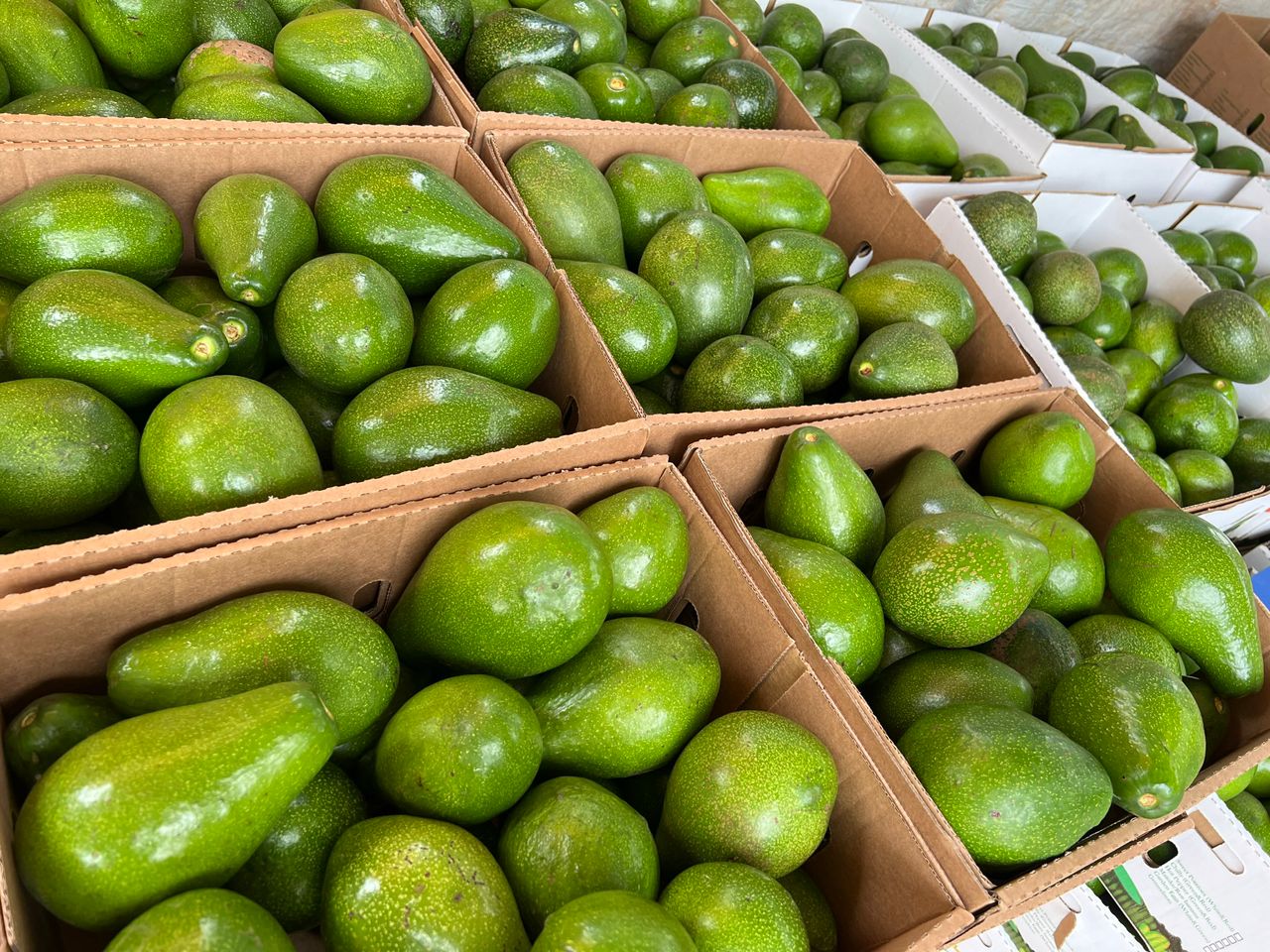 Fresh Avocado – Wholesale Supply - Image 2