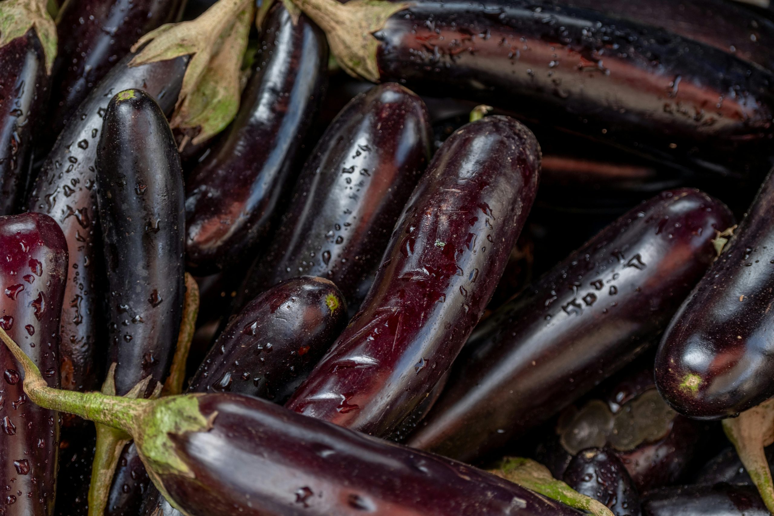 Long mini aubergine for wholesale export supply